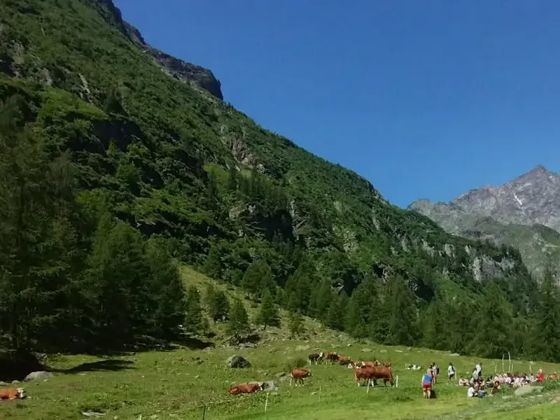Mucche al pascolo all'Alpe Pile, sotto le montagne della Valsesia